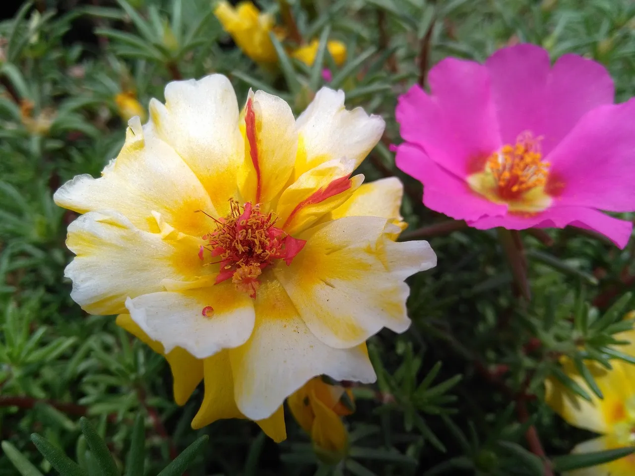 portulaca