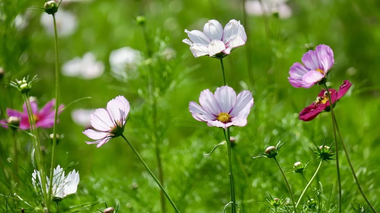 cosmos