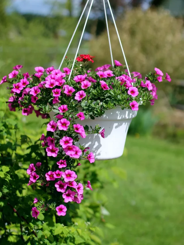 Bold Garden Trends 2025: Flowering Plants to Try