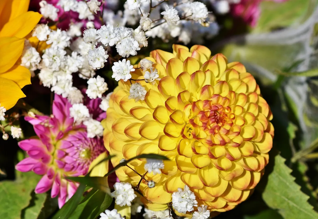 Dahlia
