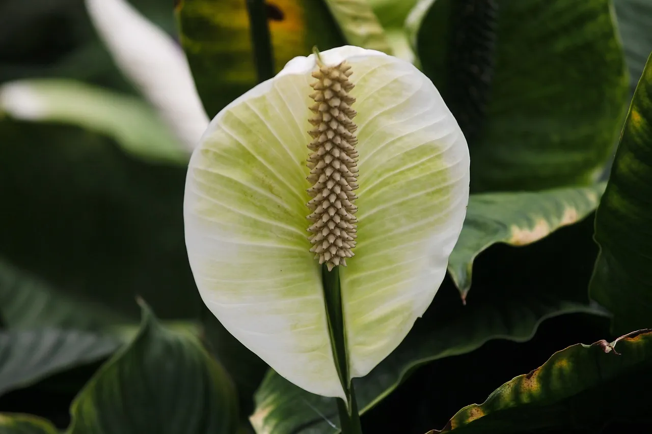 Peace Lily