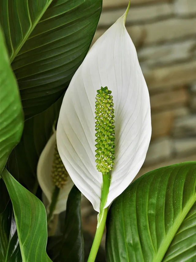🌿Top 10 Indoor Plants for 2025 Home Decor