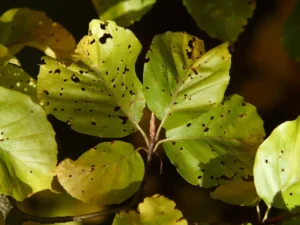 leaves turning yellow