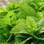 lemon balm