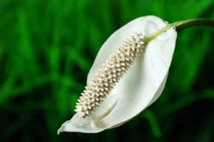 Peace Lily