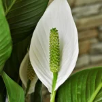 Peace lily