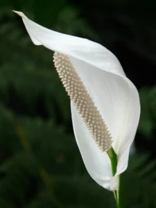 Peace Lily