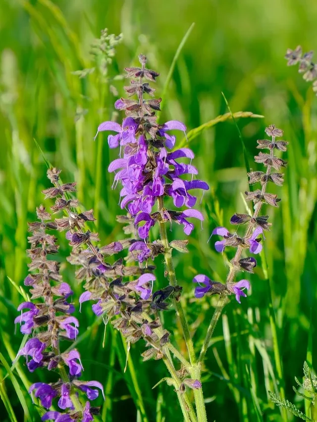 Bold Garden Trends 2025: Flowering Plants to Try