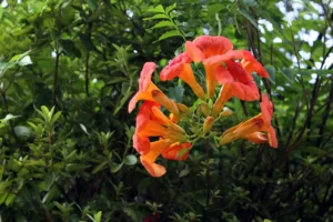 trumpet vine