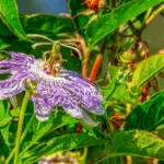 passion flower