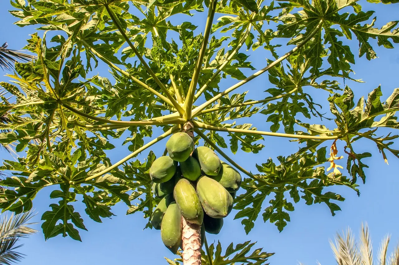 organic papaya