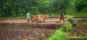 organic farming in India