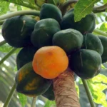 organic papaya