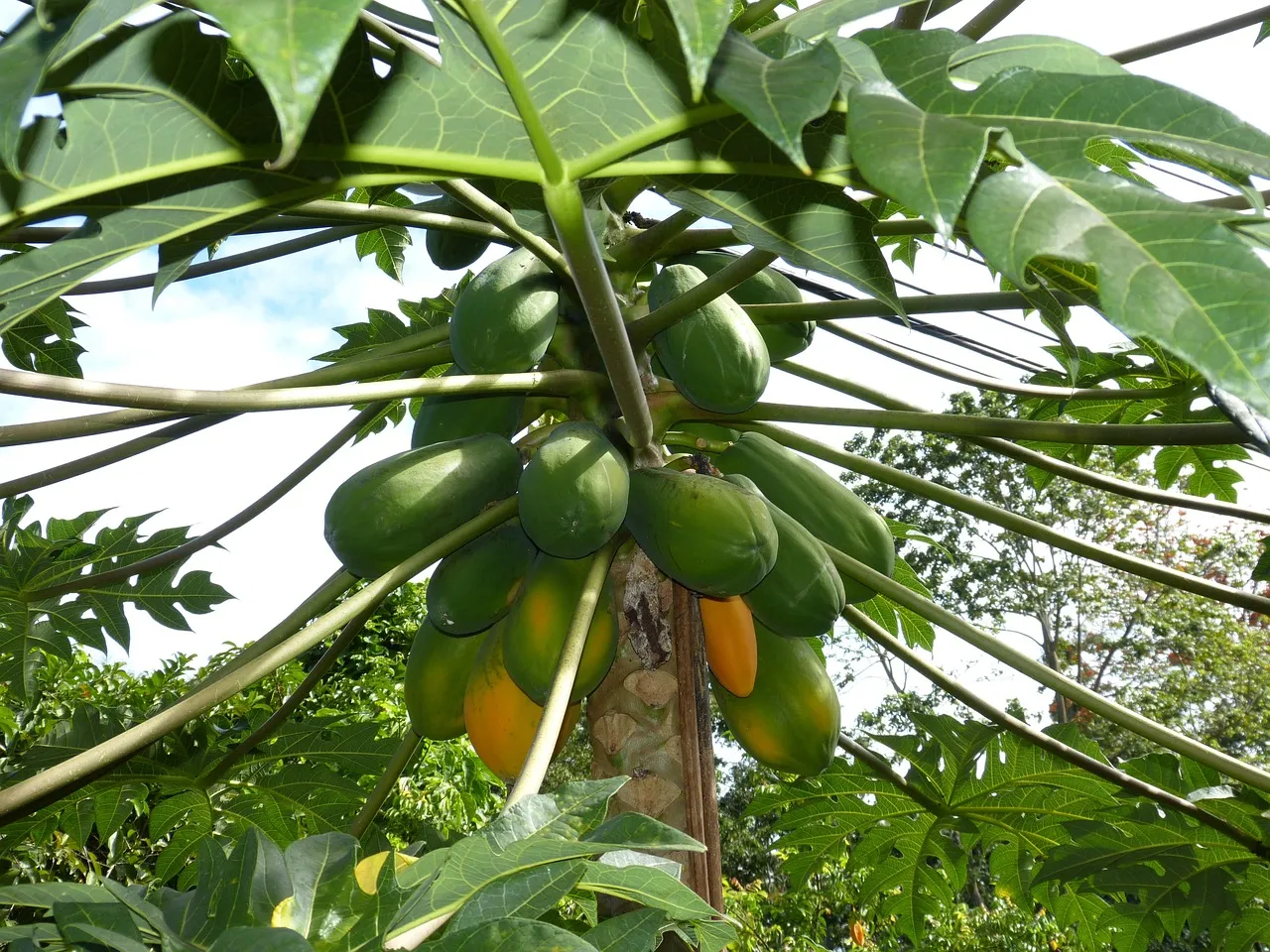 organic papaya