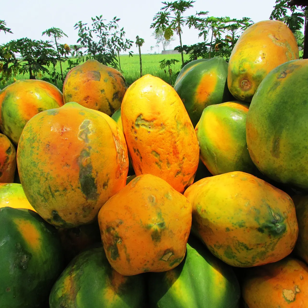 organic papaya