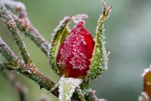 rose in snowy winter