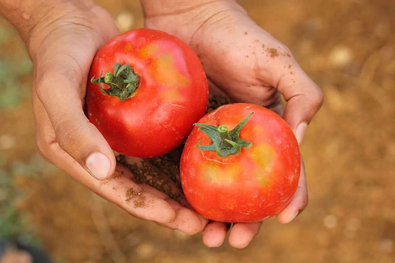 organic farming in India
