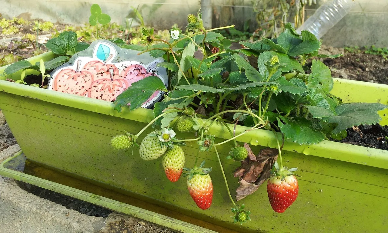 strawberries in a balcony pot
