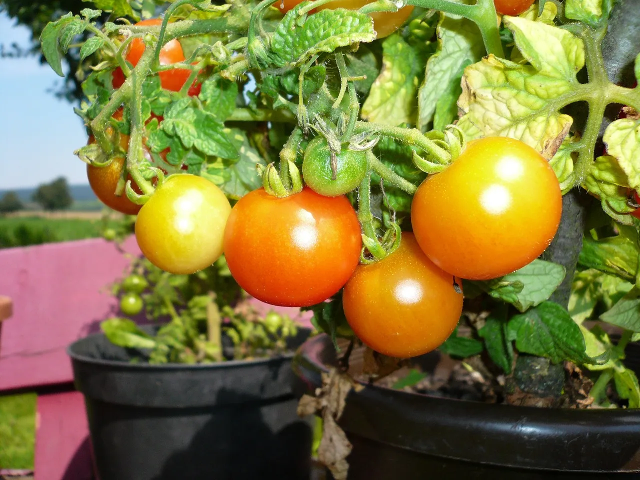 tomatoes in balcony pot