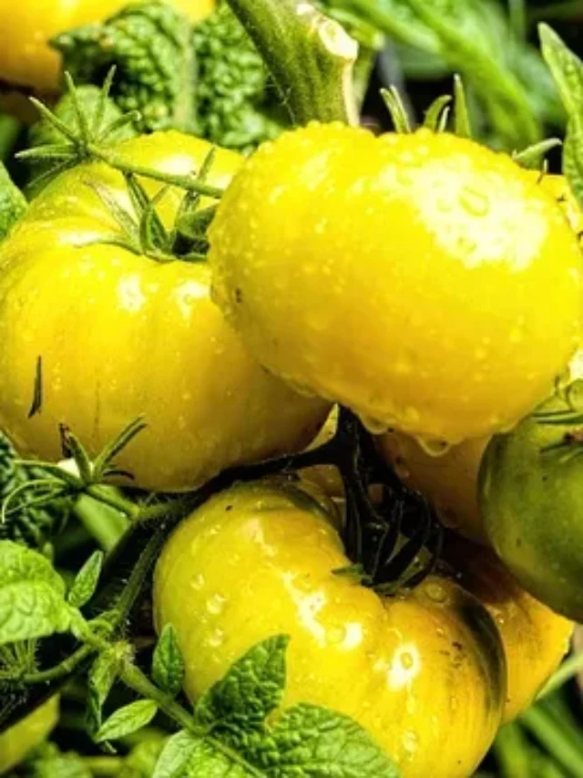 Best Organic Vegetables to Grow in Summer