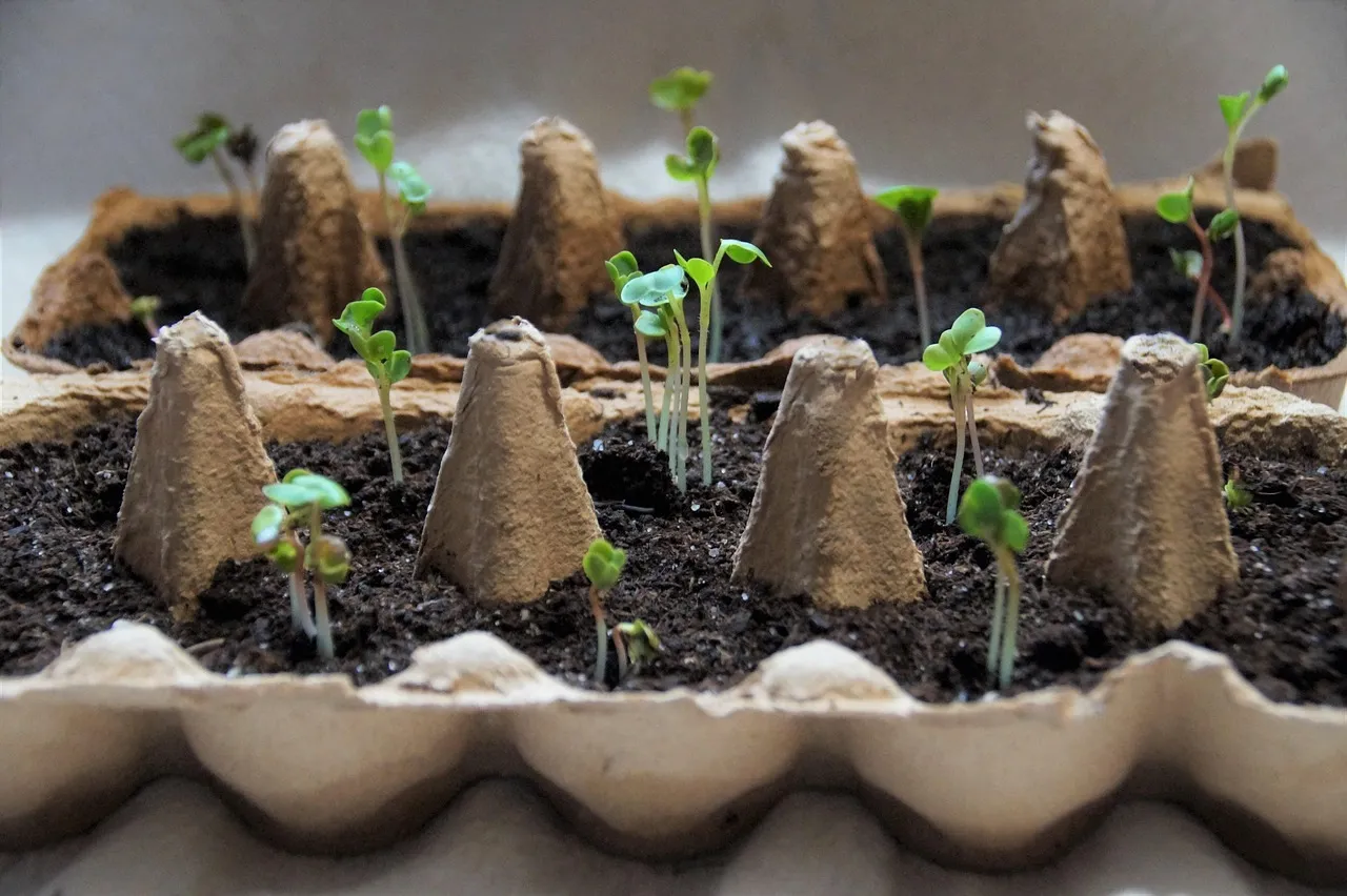 companion planting for beginners