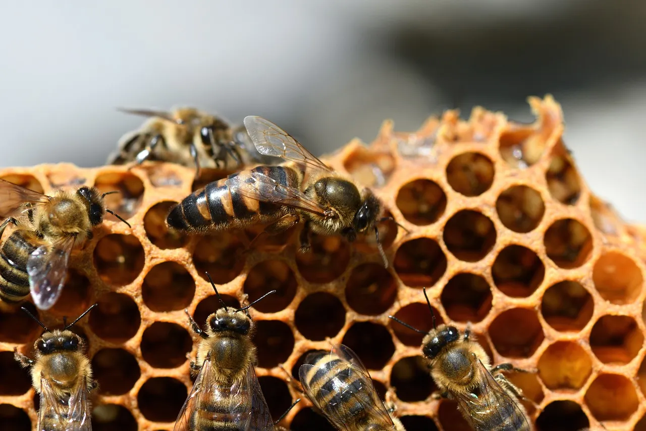 Honey bee pollination