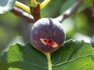 climate-resilient gardening