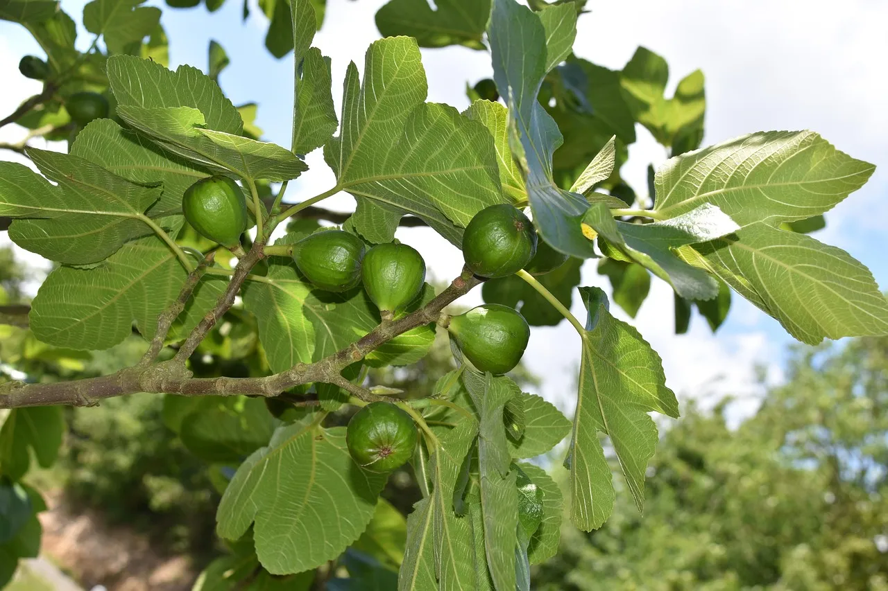 drought-hardy fig trees