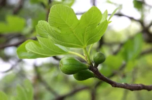 climate-resilient gardening