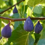 Drought-tolerant fruits