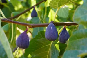 Drought-tolerant fruits