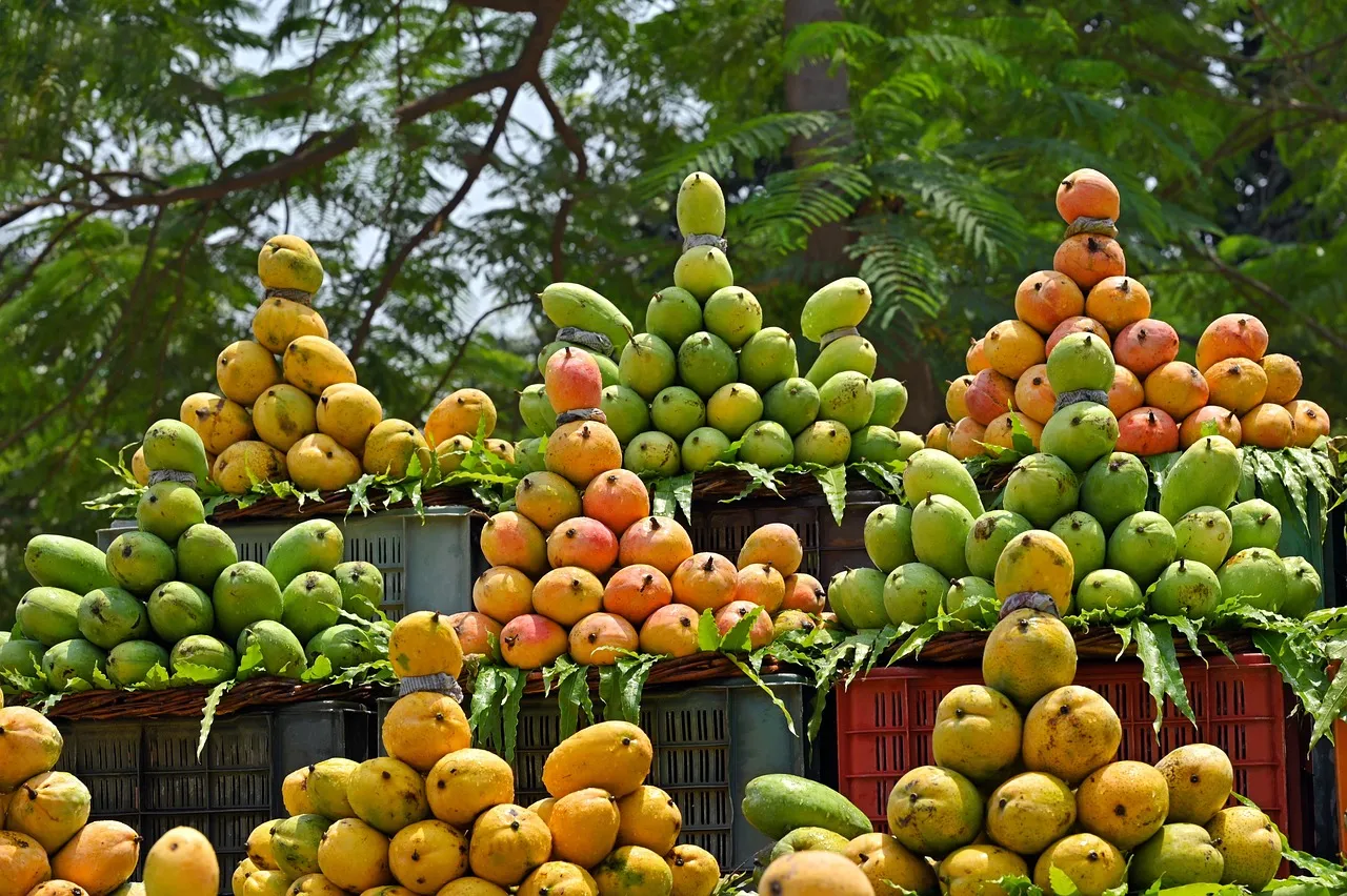 organic mango farming