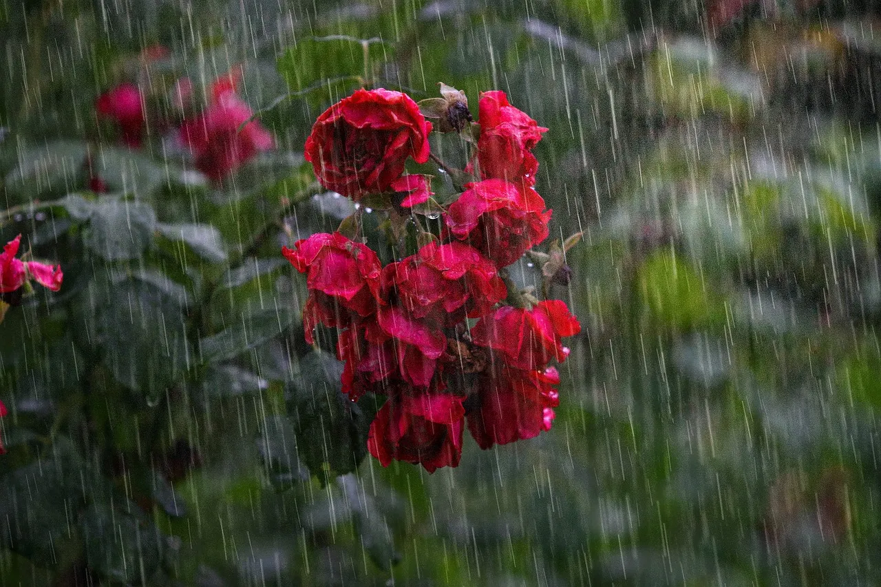 home insurance for gardens