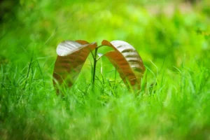 grow mango tree from seed