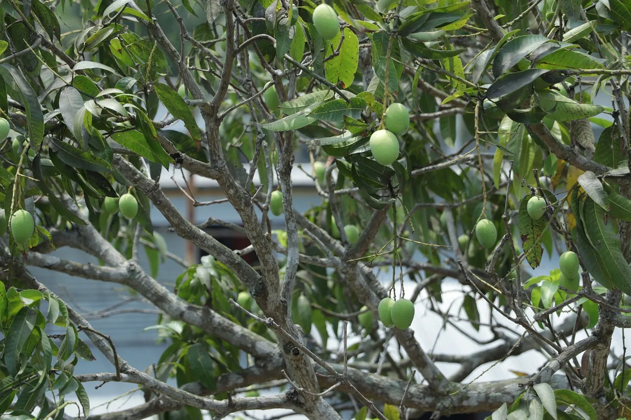 mango farming profit per acre