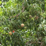mango farming business