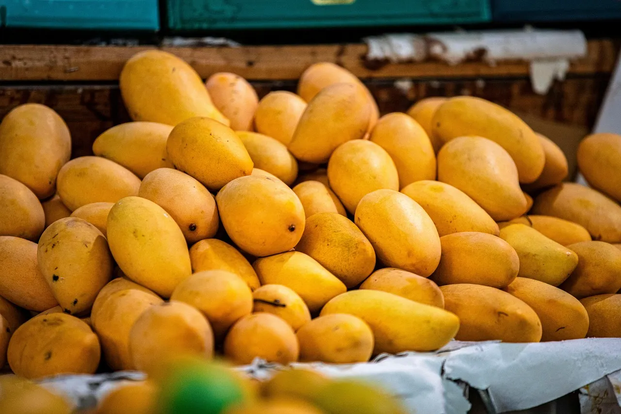 grow mango tree from seed