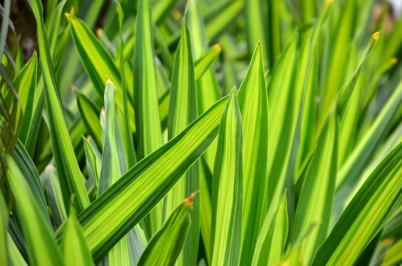 indoor plants that look expensive
