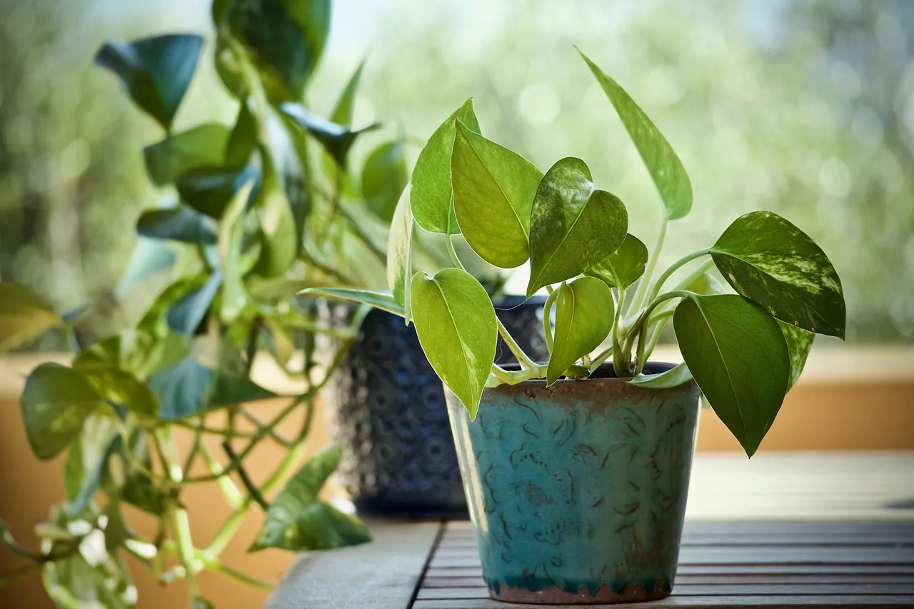 low-maintenance indoor plants