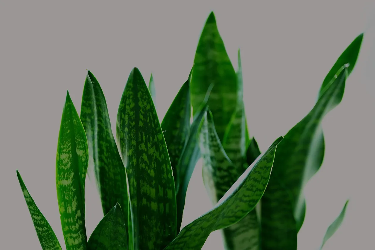 affordable home decor plants